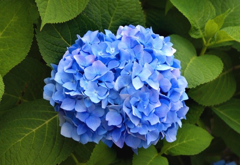 The Transfiguration of Blue Hydrangeas - Grace Episcopal Church ...